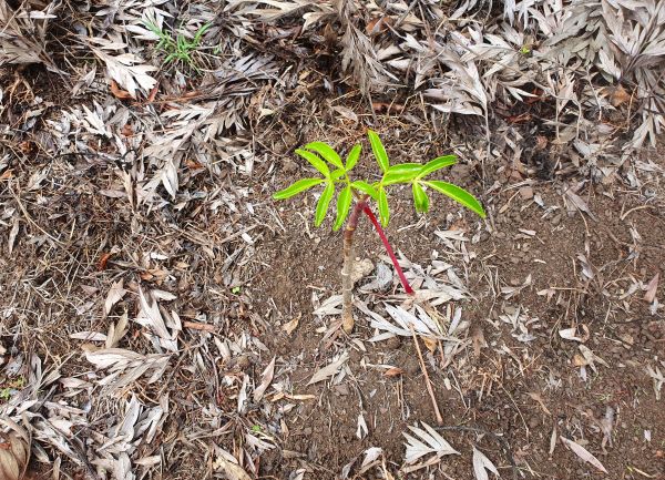 Garden Tip – Planting and Mulching