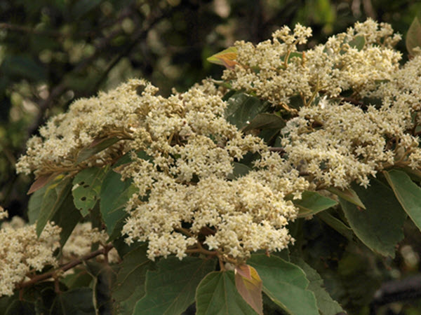 What’s Flowering in December