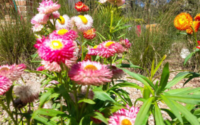 Native Flowering Meadows