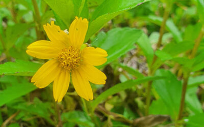 Weed of the Month – Singapore Daisy