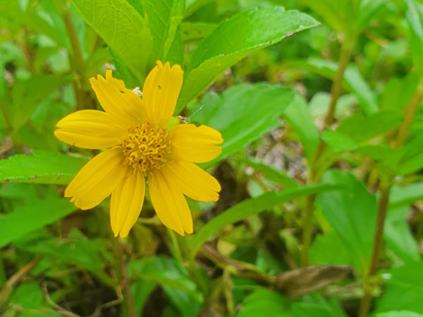 Weed of the Month – Singapore Daisy