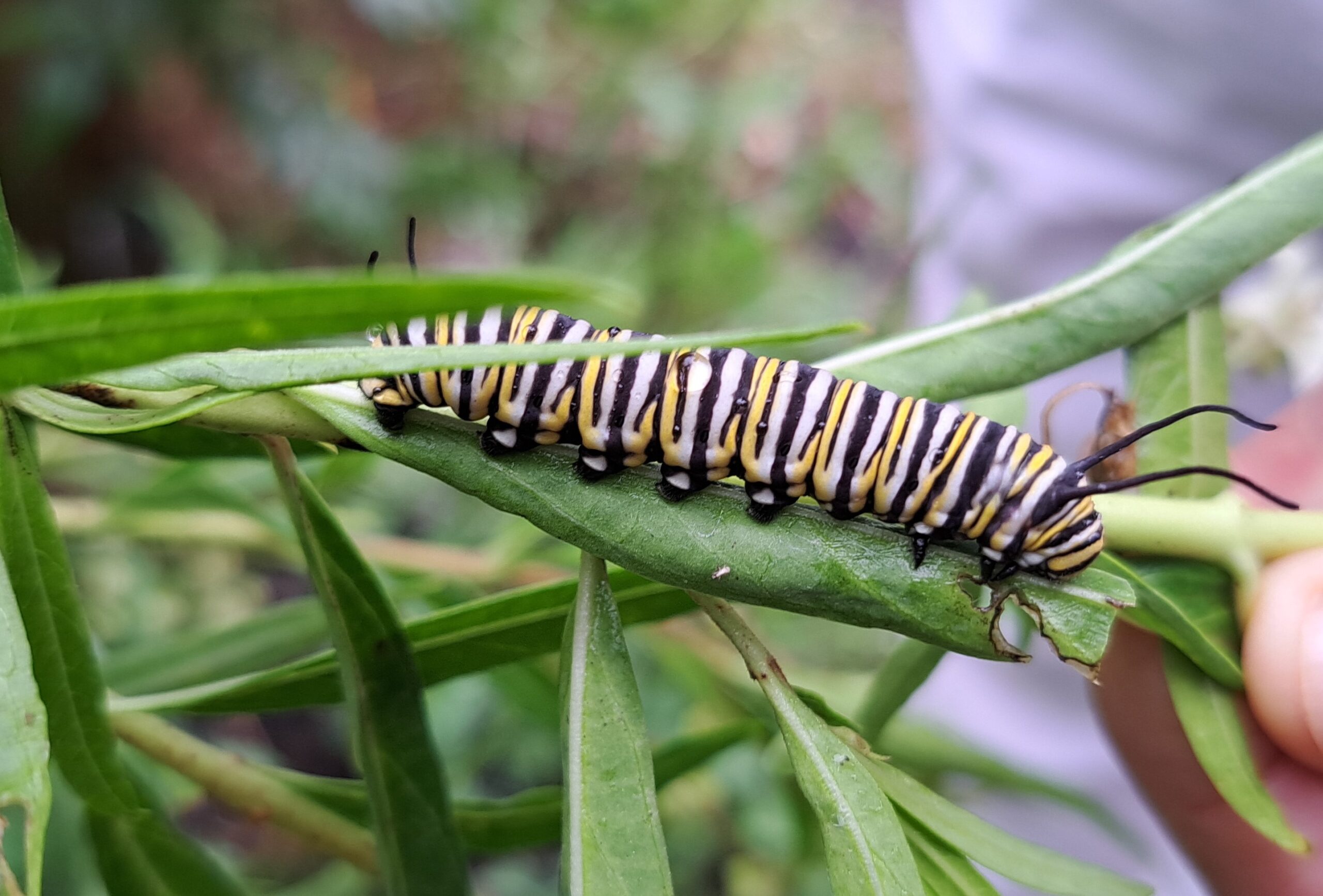 Caterpillars, Butterflies and Moths in the Native Garden – Part 1