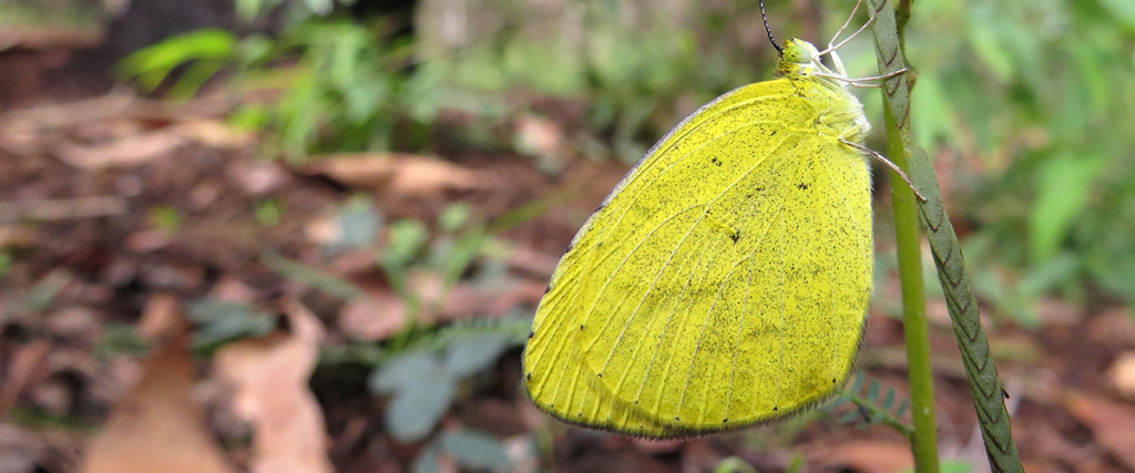 This image has an empty alt attribute; its file name is 3.-Large-Grass-Yellow-Butterfly-1024x427.png