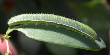 This image has an empty alt attribute; its file name is 3.-Large-Grass-Yellow-Caterpillar.png