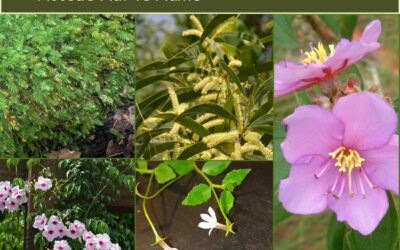 Noosa’s Native Plants