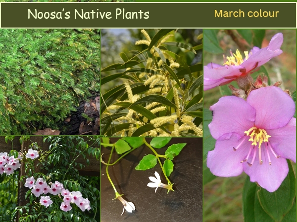 Noosa’s Native Plants