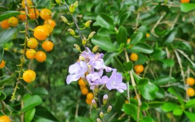 Weed of the Month: Duranta