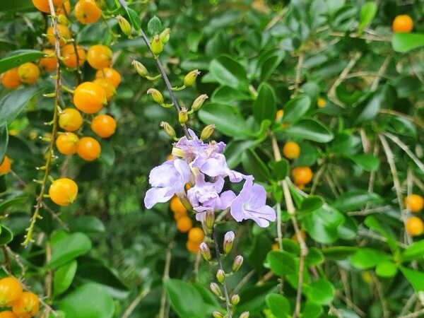 Weed of the Month: Duranta