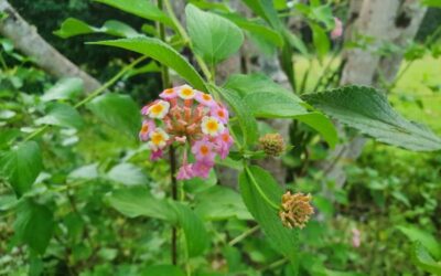 Weed of the Month – Lantana