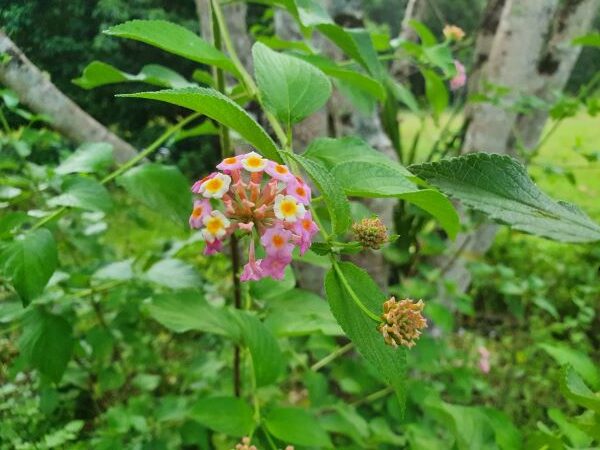 Weed of the Month – Lantana