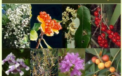 Noosa’s Native Plants April