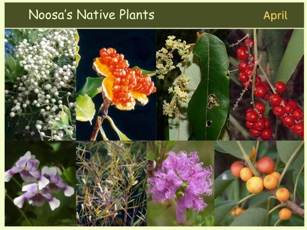 Noosa’s Native Plants April