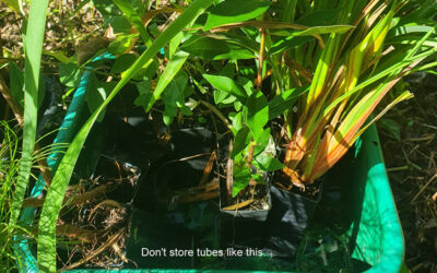 Garden Tip: Storing tubestock