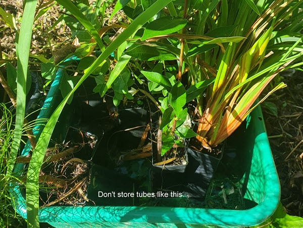 Garden Tip: Storing tubestock