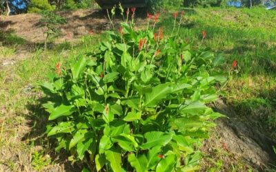 Weed of the Month – Canna Lily