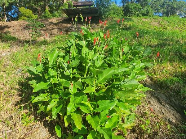 Weed of the Month – Canna Lily