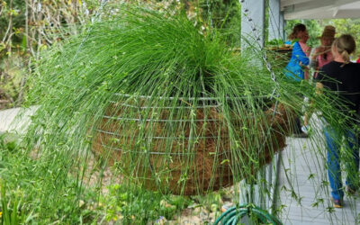 Native Plants for Indoor Pots and Hanging Baskets