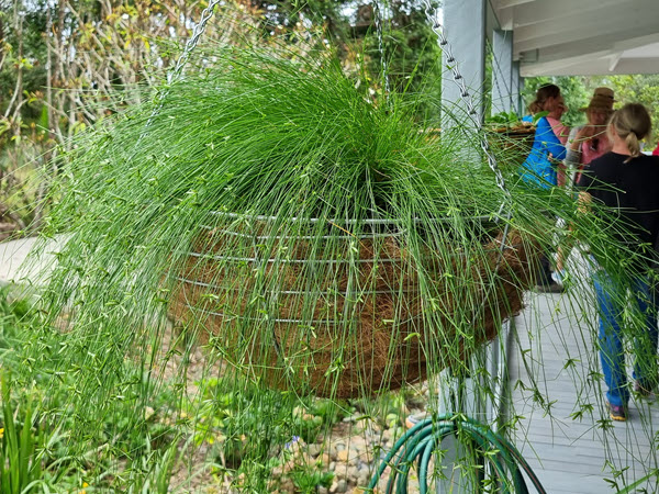 Native Plants for Indoor Pots and Hanging Baskets