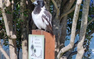 Our Wildlife Garden Update