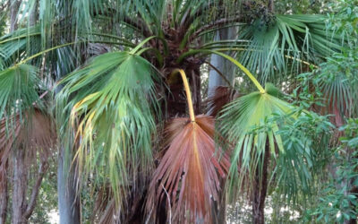 Weaving with Noosa’s Native Plants