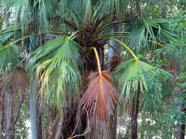 Weaving with Noosa’s Native Plants