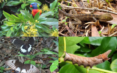 Best Plants for Noosa Wildlife