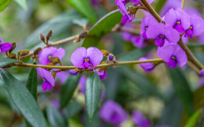 Spotlight on Hovea acutifolia: The Purple Pea Bush