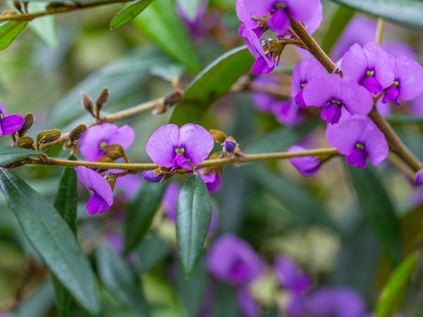 Spotlight on Hovea acutifolia: The Purple Pea Bush | Urban Wildlife Gardens