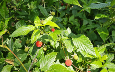 Bush Tucker Walk with Lisa Powell