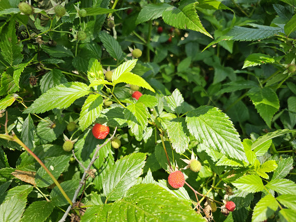 Bush Tucker Walk with Lisa Powell