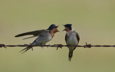 Contribute to Conservation for 10th Great Aussie Bird Count