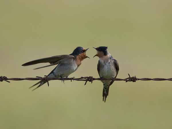 Contribute to Conservation for 10th Great Aussie Bird Count