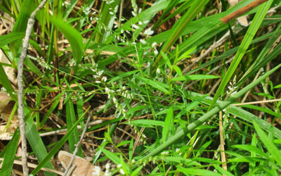 Weed of the Month: Root Beer Plant