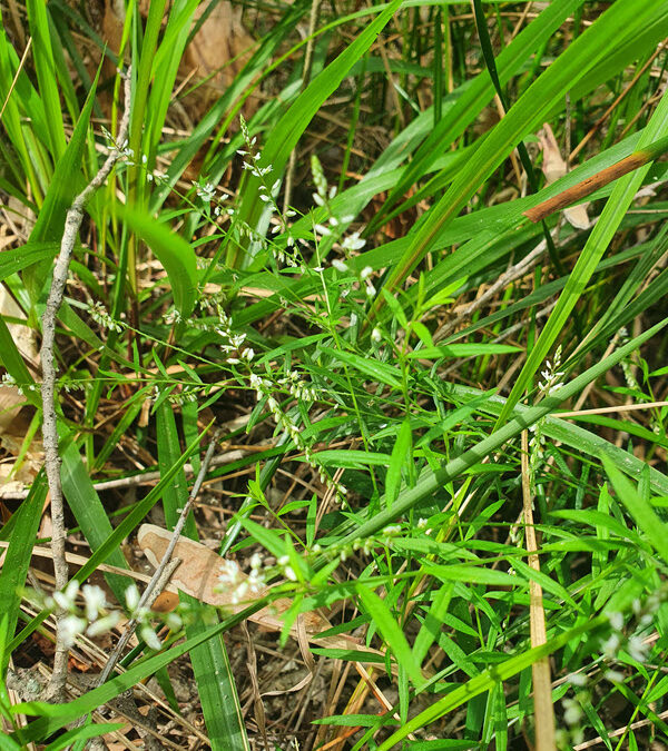 Weed of the Month: Root Beer Plant