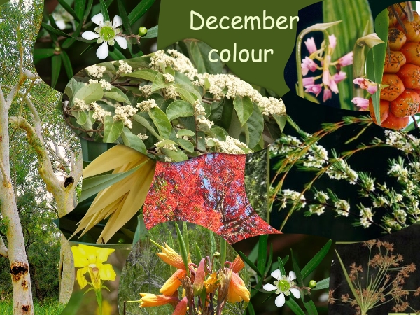 What’s Flowering in December