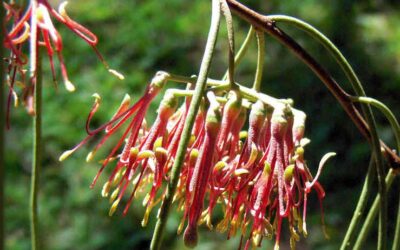 The Mistletoe Plant