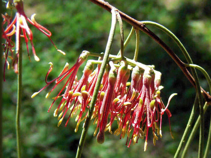 The Mistletoe Plant