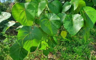 Plant of the Month: Useful plants – Macaranga