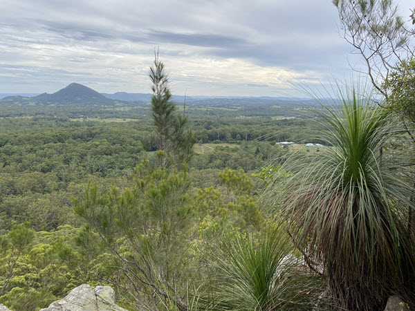 Grass Trees