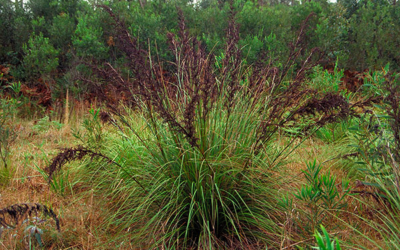 Gahnias in your Garden