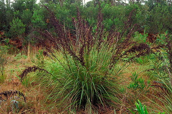 Gahnias in your Garden