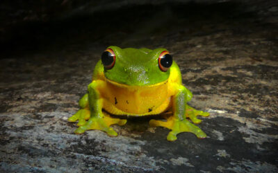 Find a Frog in February