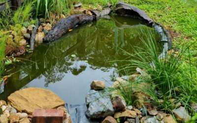 February 2025 Workshop – Creating Frog Habitat