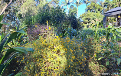 Garden Update ‘Look at it Now!’