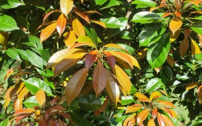 Michelle’s Plant of the Month – Eumundi Quandong