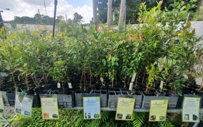 Garden Tip: Time to Prune and Plant