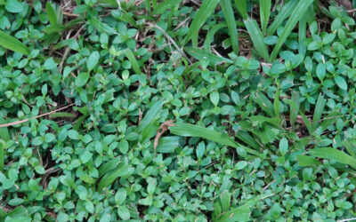 Weed of the Month