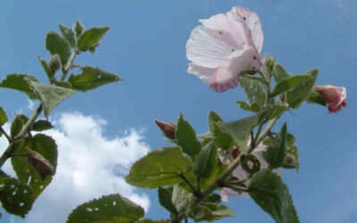 Hibiscus Genus in Noosa