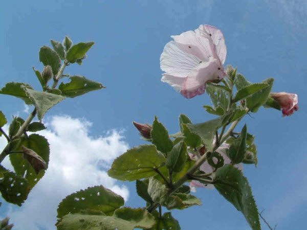 Hibiscus Genus in Noosa