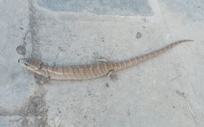 Wildlife in the Garden – Pink-tongued Skink